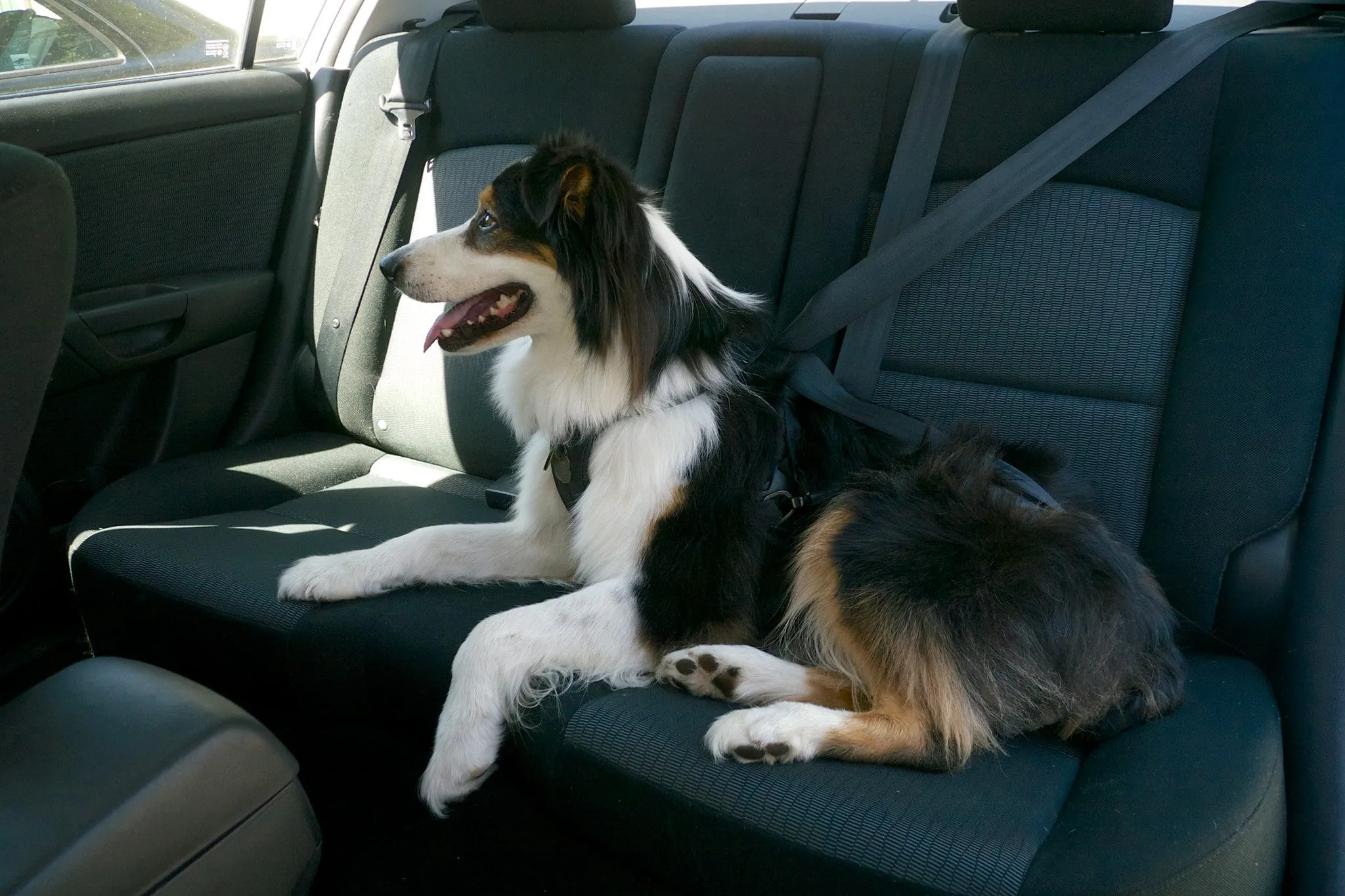 Click-it Sport Dog Safety Harness (Jet Black)