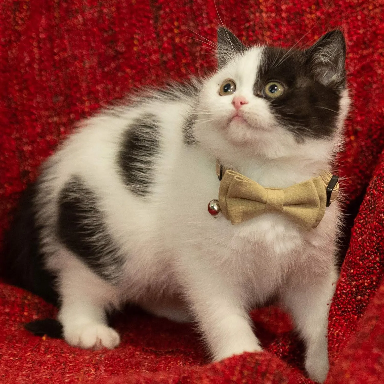 Collar for Cat Pet Breakaway with Bell Bowtie Detachable Bow Adjustable Safety Kitten Puppy Girl Boy 2pcs Beige Leopard & Pure