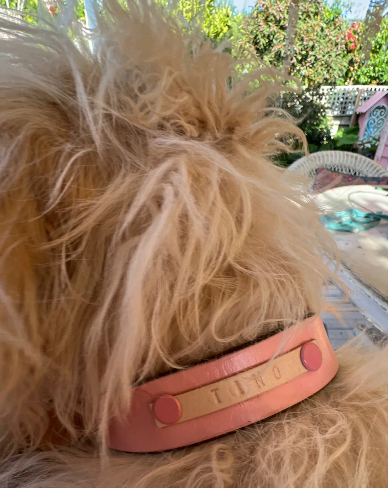 DOGGI Leashes