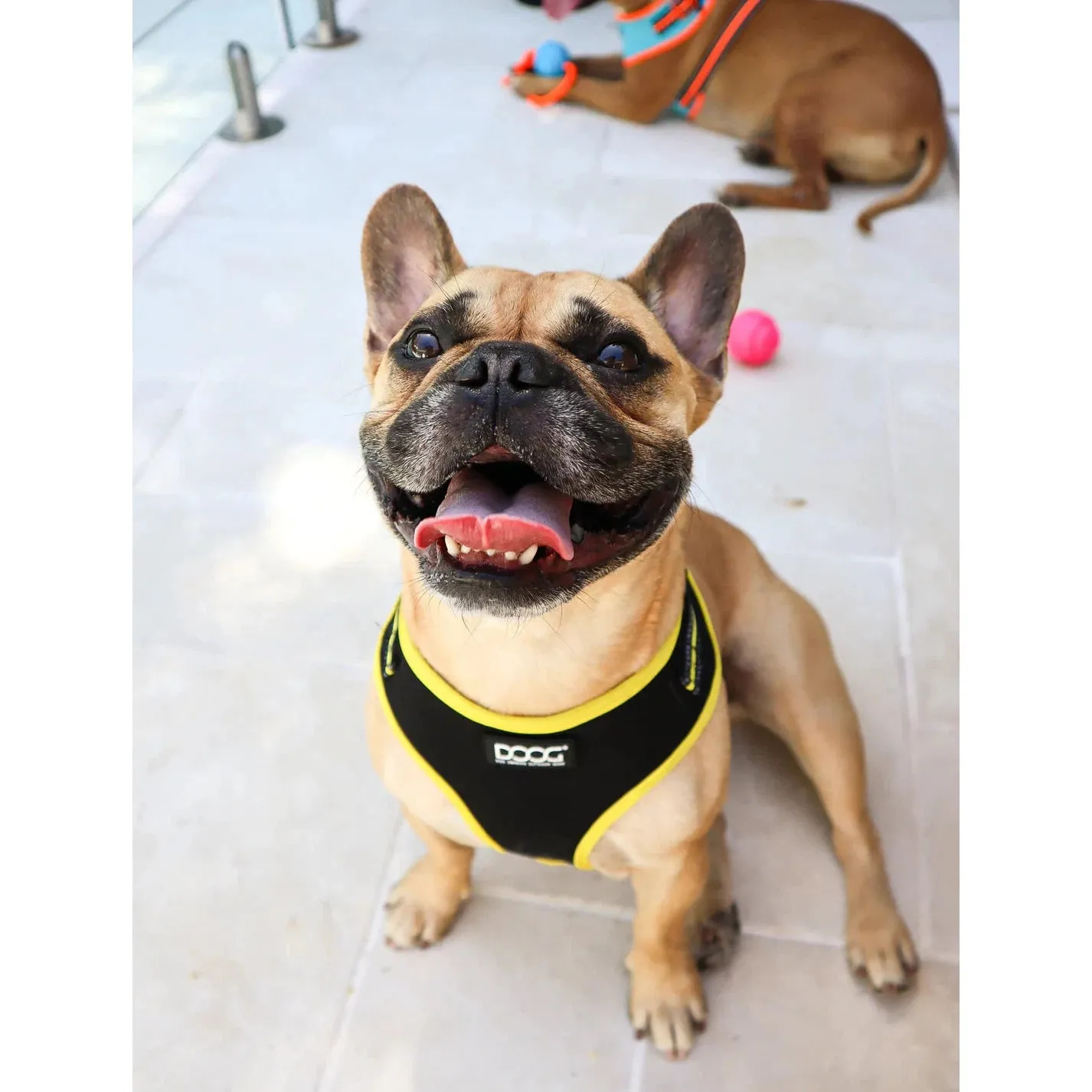 DOOG Neoflex Neoprene Bolt Neon Black and Yellow Dog Harness Extra Large