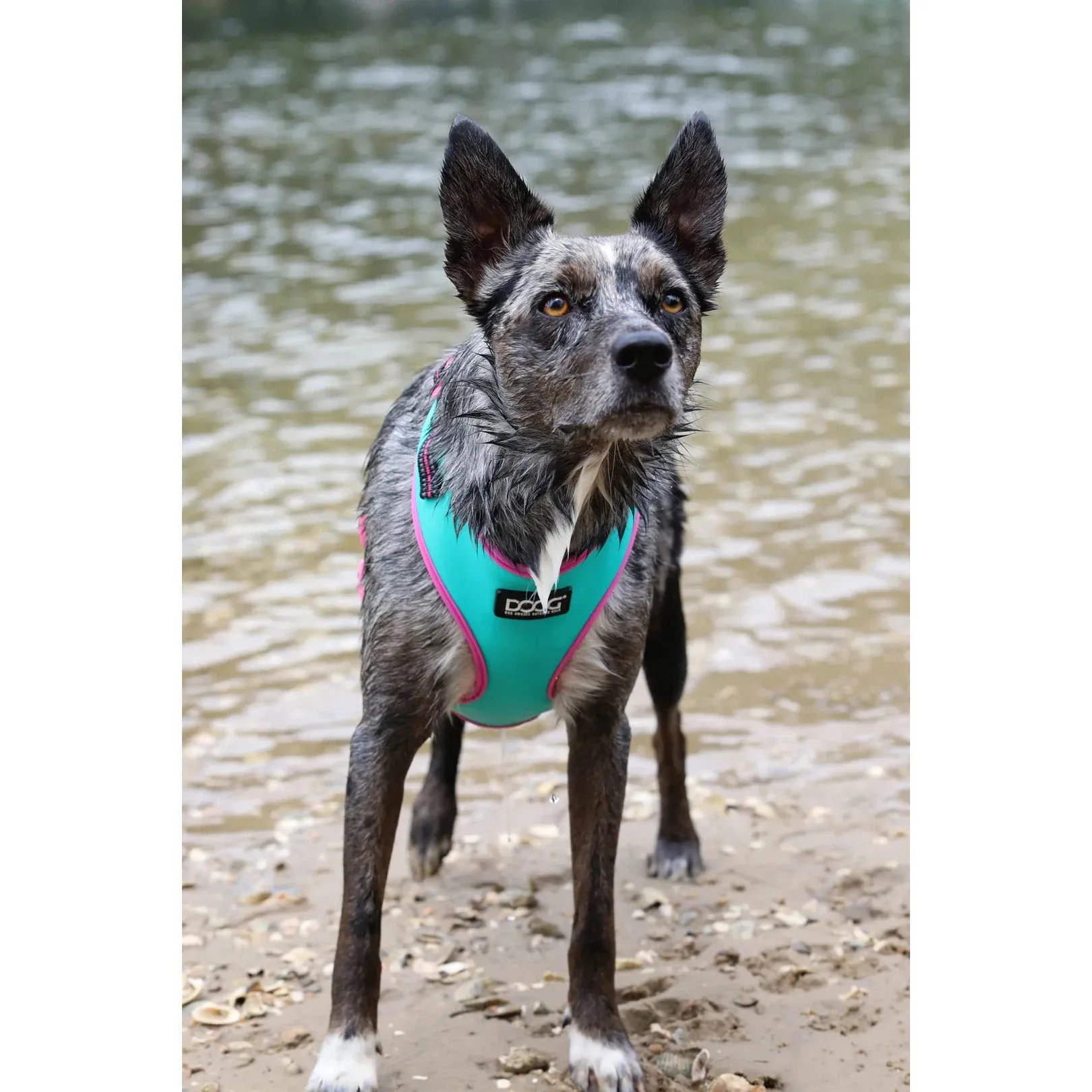 DOOG Neoflex Neoprene Rin Tin Tin Neon Teal and Pink Dog Harness Extra Small^^^