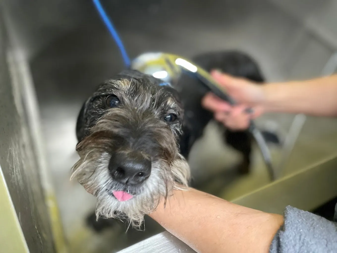 Grooming