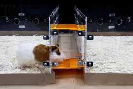 GuineaLoft Cage Connector (Version 2) - Connects Guinea Pig Cages Through Corridors, Easy to Insert, Easy to Remove, Can Be Closed, Adds Space and Structures,Exclusive by Guinea Loft