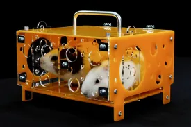 GuineaLoft Guinea Pig Cheese House (Double) V2 - The Ultimate Guinea Pig Hideout by Seasoned Owners Who Tried Everything Out There - Exclusive by Guinea Loft