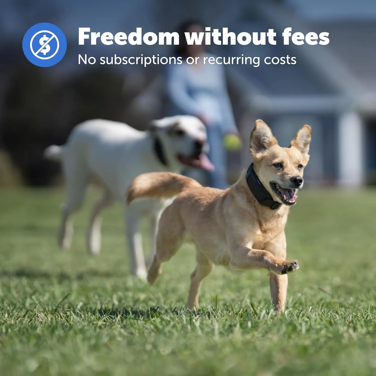 PetSafe Guardian GPS Dog Fence  No Subscription  Create Your Own Wireless Fence for Dogs  for Yards 3/4 Acres or Larger  World's Safest GPS Dog Fence Tech  New, Redesigned Collar