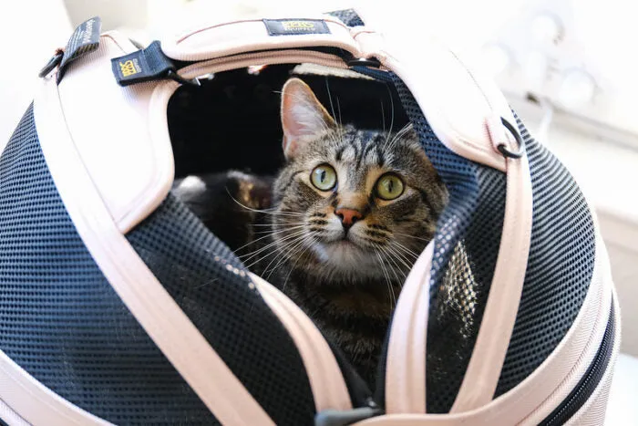 Sleepypod Pet Carrier