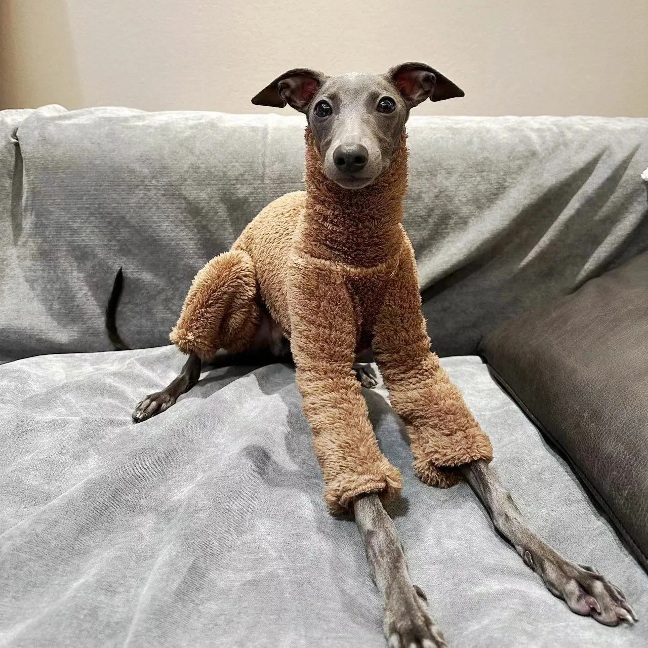 Winter Dog Clothes Onesies For Dogs Soft Puppy Clothes High Neck Warm Italian Greyhound Clothes Whippet/Mexican Hairless/Maltese